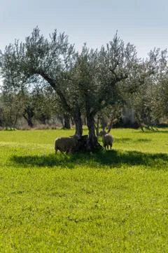 Sheep sheltering under an olive tree in the sun Foto stock