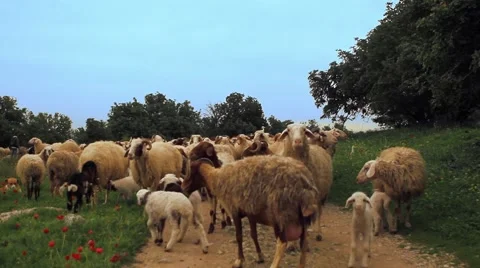 Sheep, Shepherd Dog. Video stock 57648970