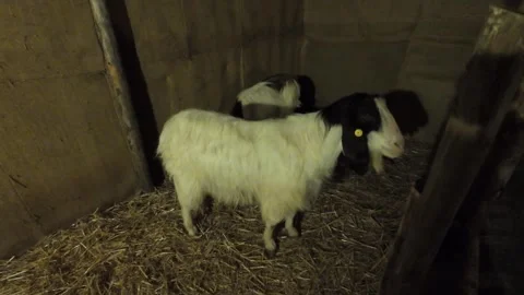 Sheep shot in slow motion Stock-Footage 296582951