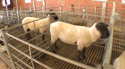 Sheep Show 01 库存影片 56740363