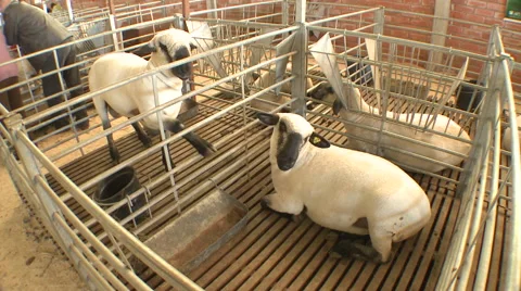 Sheep Show 02 Stock-Footage 56740768