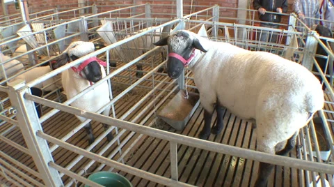 Sheep Show 03 스톡 동영상 56741052