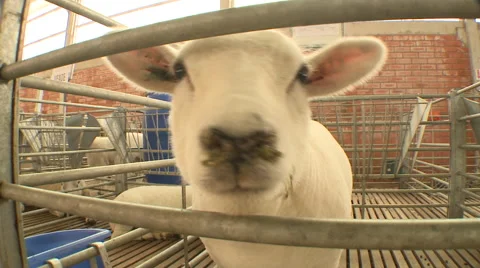 Sheep Show 04 库存影片 56741975