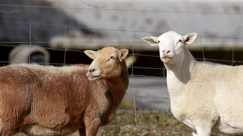 Sheep showing affection Stock Footage 123484696