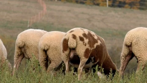 Sheep showing their butts while grazing on a meadow in autumn, eating grass Stock Footage 98099407