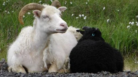 Sheep on the side of the road Stock Photos