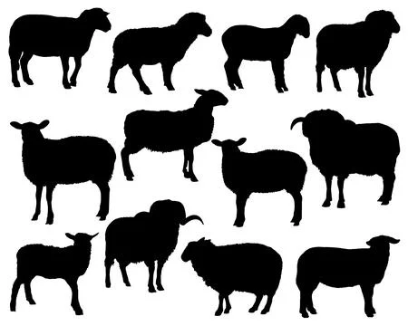 SHEEP SILHOUETTE VECTOR ART Stock Illustration