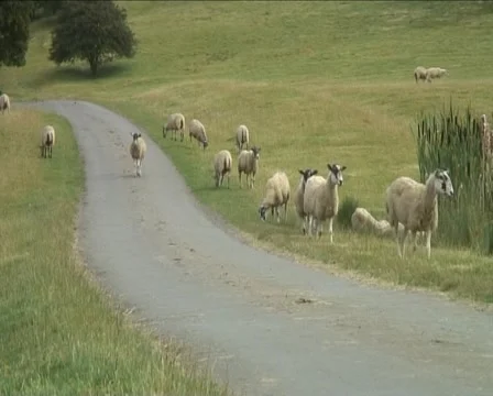Sheep on a single track road in rural England 库存影片 40234806
