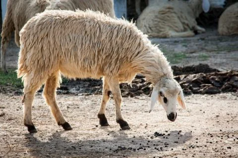 Sheep sit at the farm Stock-Fotos