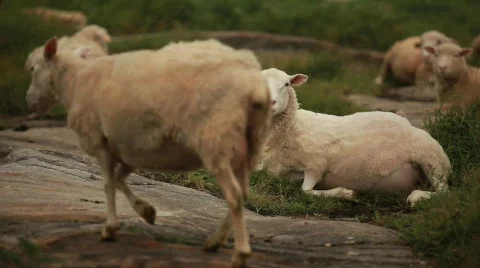 Sheep Sitting 動画素材 594279