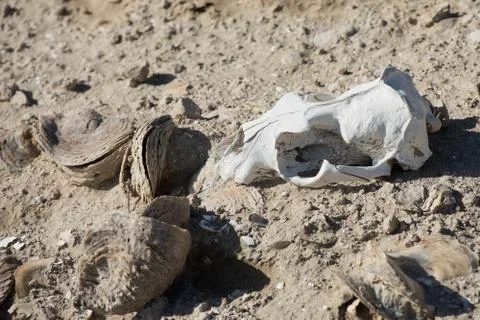 Sheep skull and bones on the ground in Patagonia, Argentina Stock Photos
