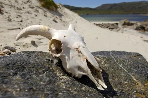 Sheep skull on beach Stock Photos