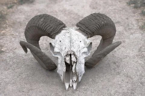 Sheep skull Stock Photos