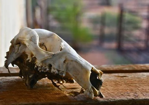 Sheep Skull Stock Photos