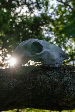 A sheep skull on a tree trunk, back lighted by the evening sun Stock Photos