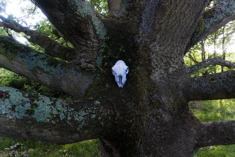 A sheep skull on a tree trunk Stock Photos