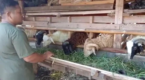 Sheep for slaughter Video stock 241510428