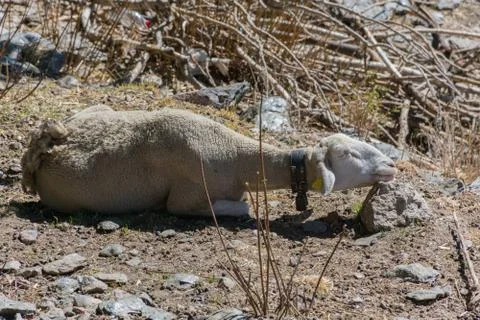 Sheep sleeping with its head resting on a stone Stock Photos