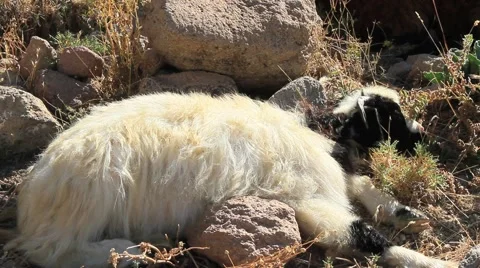 Sheep sleeping on the mountain Stock Footage 55810074