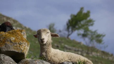 Sheep sleeping on pasture Stock-Footage 76094134