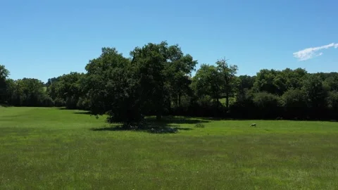 Sheep sleeping under a tree Video stock 144377628