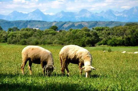 Sheep in Slovakia Stock Photos