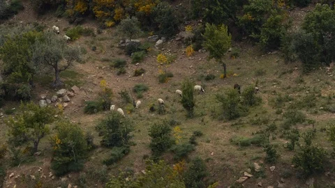 Sheep in a small farm Stock Footage 88694336