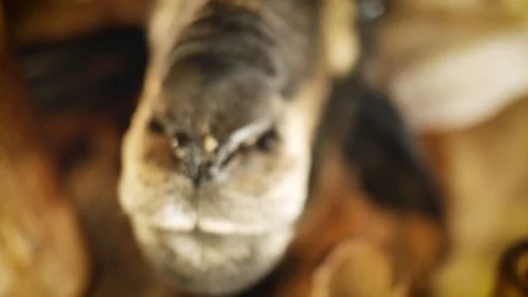 Sheep sniffing the camera Stock Footage 92226262