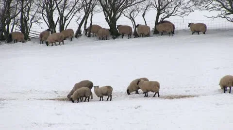 Sheep in a snow covered field Stock-Footage 20494001