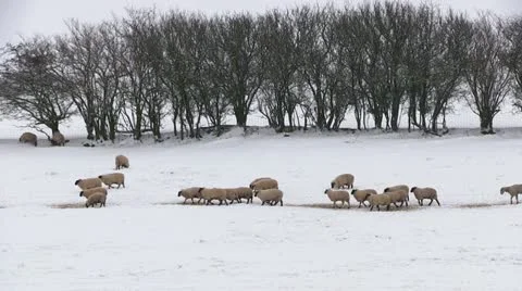 Sheep in a snow covered field Stock-Footage 20494347