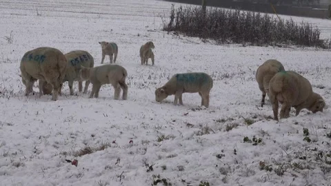 Sheep in a snow covered field Stock Footage 257618056