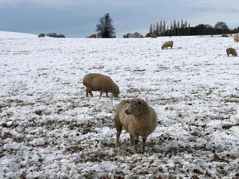 Sheep in snow field Foto stock