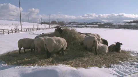 Sheep in the snow Video stock 587959