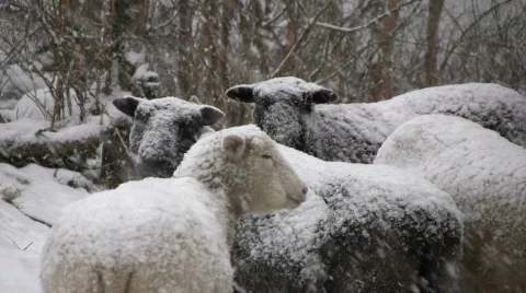 Sheep in the snow Stock Footage 596805