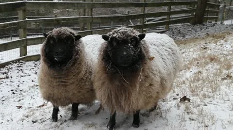 Sheep In Snow Video stock 20618969