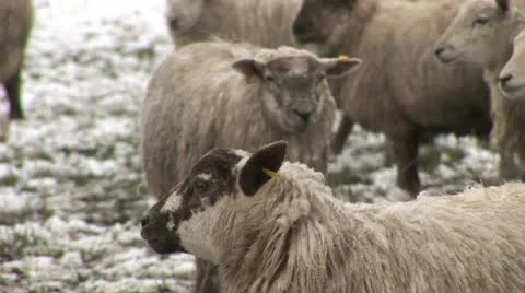 Sheep in the snow Stock-Footage 22249426