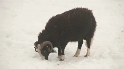 Sheep in Snow Stock Footage