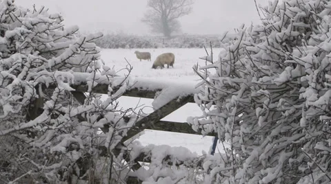 Sheep in snow Stock Footage 36350905