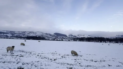 Sheep on snow mountain Stock Footage 297873719