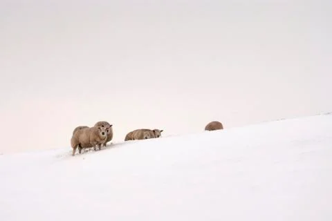 Sheep in the snow Stock Photos