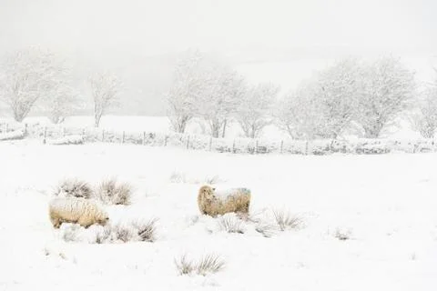 Sheep in the Snow Stock Photos