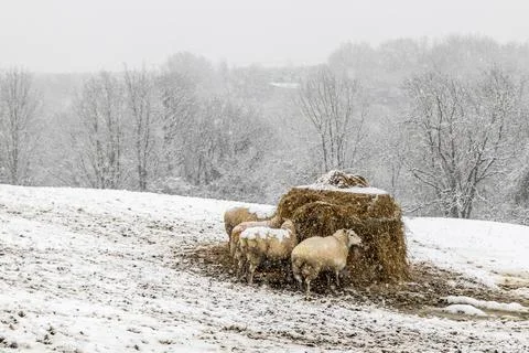 Sheep in the snow Stock Photos