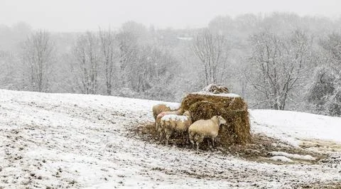 Sheep in the snow Stock Photos
