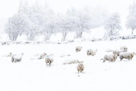Sheep in the snow Stock Photos