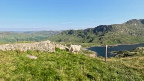 Sheep in Snowdon Mountain. , Epic landmark, Famous Adventure location in Wa.. Stock Footage 339811096