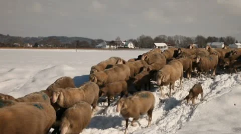 Sheep on a snowy field Stock Footage 22009742