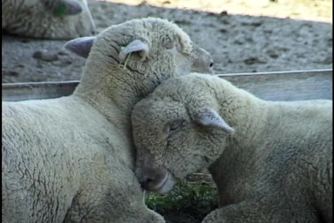 Sheep Snuggling Stock Footage 298314