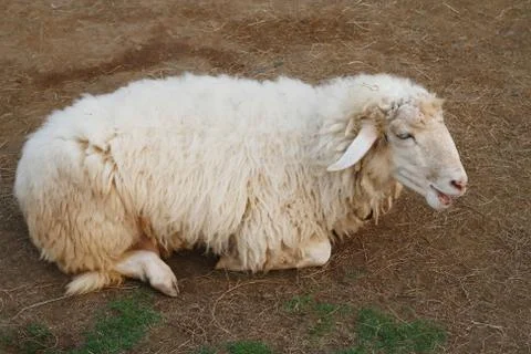 Sheep on soil ground Stock Photos