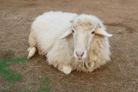 Sheep on soil ground Stock Photos