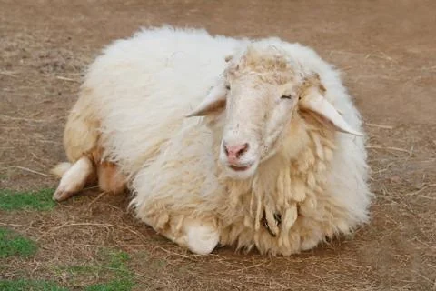Sheep on soil ground Foto stock